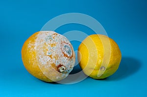 Two lemons fresh and spoiled, moldy fruit. Moldy lemon on a blue background. Botulism spores on spoiled fruit. Rotten lemon