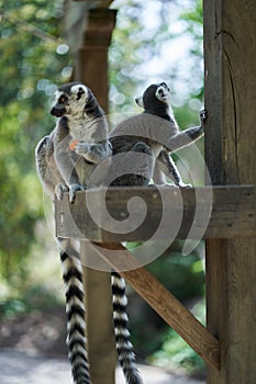 Two lemurs eating
