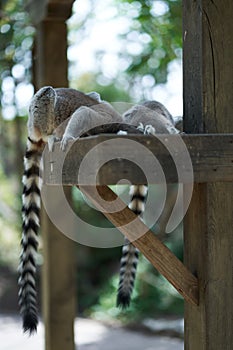 Two lemurs eating in a feeder