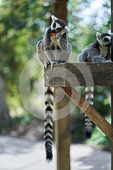 Two lemurs eating