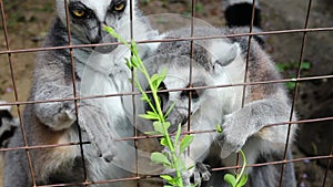 Two lemurs eating leaves from a bush