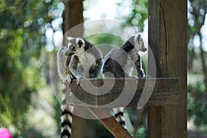 Two lemurs feeding on lookout