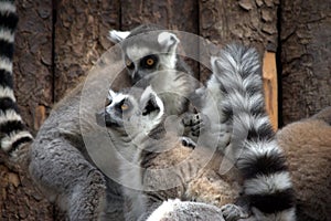 Two Lemurs in a forest