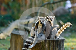 Two lemurs sit on a cut tree trunk and rest at the end of the day
