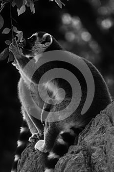 Two Lemurs sitting together having a meal
