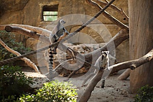 Two lemurs are sitting on vines. Wild animals in the zoo. Zoo in Cyprus
