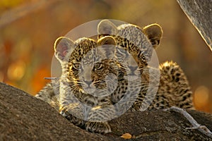 Two Leopard cubs