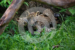 Two Leopard cubs fighting in the grass in Masai Mara, Kenya