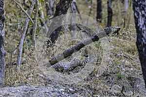 two leopard cubs playing in daylight