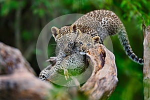 Two Leopard cubs playing on a dry tree in Masai Mara, Kenya