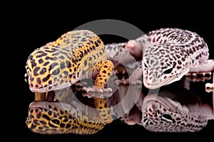 Two leopard geckos