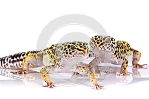 Two leopard geckos