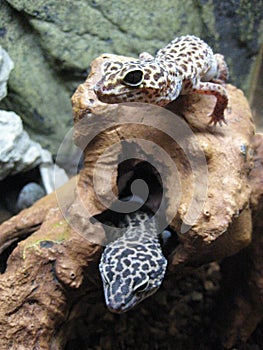 Two Leopard Geckos