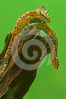 Two leopard geckos are posing in a distinctive style.