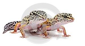 Two leopard geckos on white background, ai generated