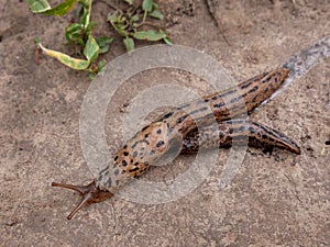 Two of Leopard slugs on a garden path