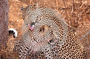 Two Leopards cleaning each other in savannah