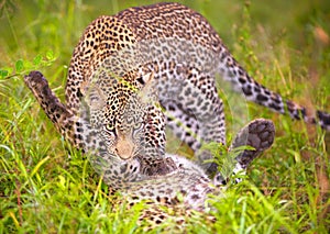 Two Leopards playing in savannah