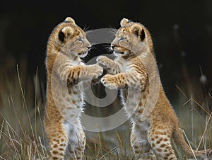 Two leopards playing together. Generative AI