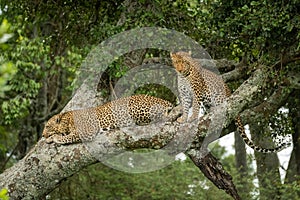 Two leopards sit and lie in tree