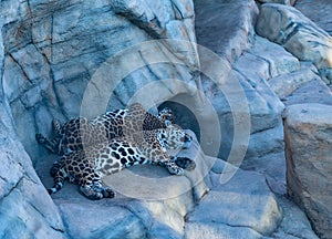 two leopards sleeping in the zoo