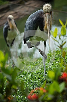 Two Leptotilos Javanicus standing at grass