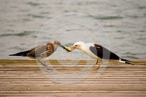 Two Lesser black-backed gulls (Larus fuscus) engaged in a dynamic battle over a fish
