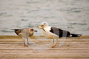 Two Lesser black-backed gulls (Larus fuscus) engaged in a dynamic battle over a fish