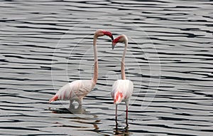 Two Lesser Flamingos