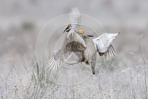 Two lesser prairie chickens fighting