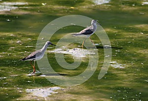 Two Lesser Yellowlegs