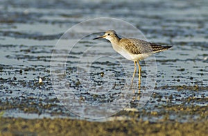 Two lesser yellowlegs