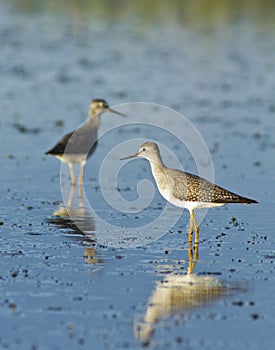 Two lesser yellowlegs