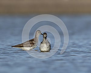 two Lesser yellowlegs swimming together on the water in the ocean