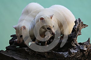 Two Leucistic Asian palm civets Paradoxurus hermaphroditus