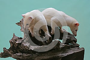 Two Leucistic Asian palm civets Paradoxurus hermaphroditus