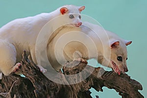 Two Leucistic Asian palm civets Paradoxurus hermaphroditus