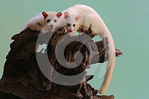 Two Leucistic Asian palm civets Paradoxurus hermaphroditus