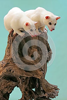 Two Leucistic Asian palm civets Paradoxurus hermaphroditus