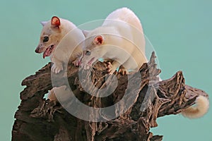 Two Leucistic Asian palm civets Paradoxurus hermaphroditus