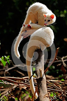 Two Leucistic Asian palm civets Paradoxurus hermaphroditus