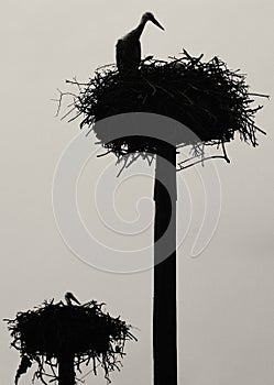 Two levels stork nest