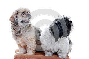 Two lhasa apso dogs