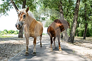 Two light and dark brown workhorses.