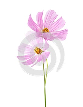 Two light pink Cosmos flowers isolated on white background. Garden Cosmos