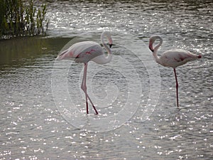 Two light pink flamings standing in the shallow water. they are facing each other. With small beaks