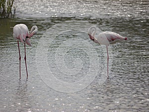Two light pink flamings standing in the shallow water. they are facing each other. With small beaks on the head.