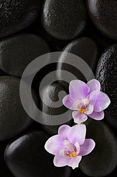 Two light pink orchids lying on wet black stones. Flat lay