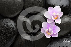 Two light pink orchids lying on wet black stones. Viewed from above. Spa concept