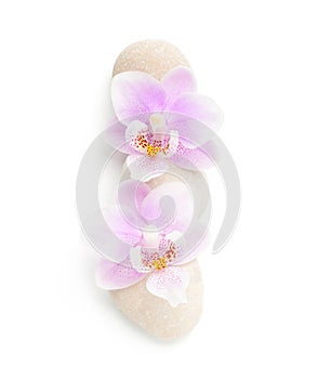 Two light pink orchids and stones isolated on white background. Viewed from above